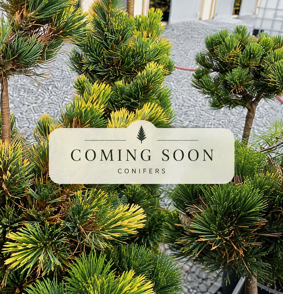 Conifers