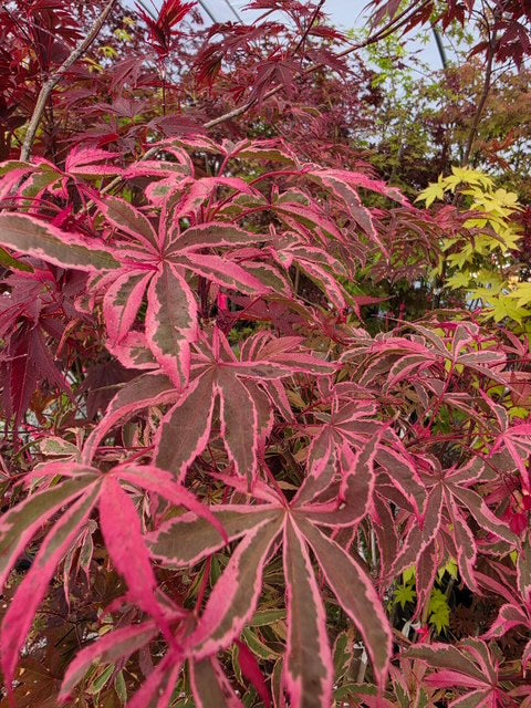 Japanese Maples