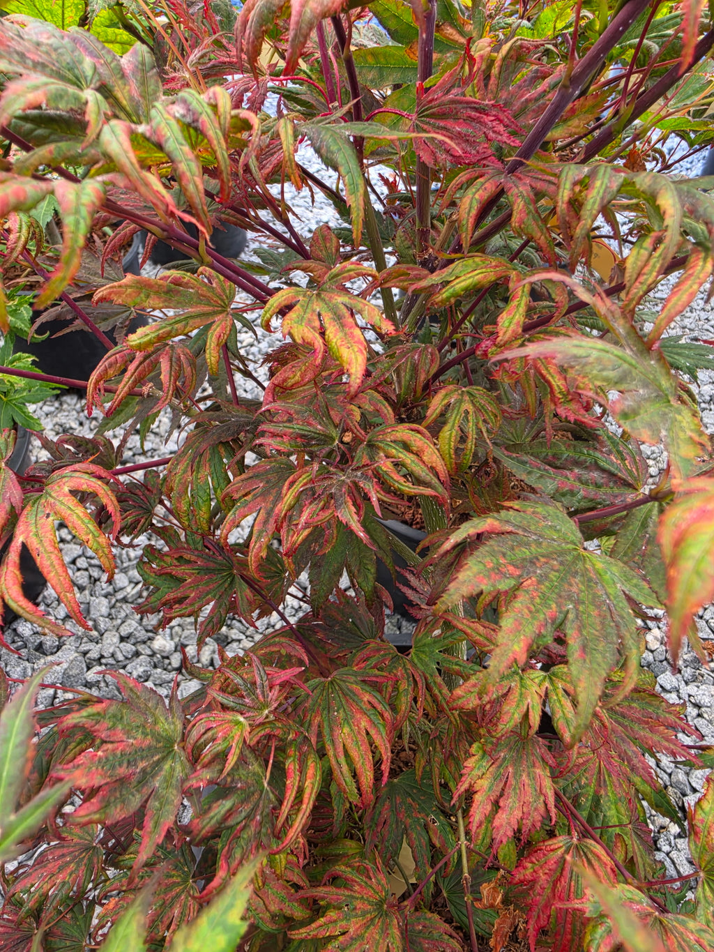 Acer Palmatum 'Purple Curl'