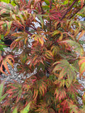 Acer Palmatum 'Purple Curl'