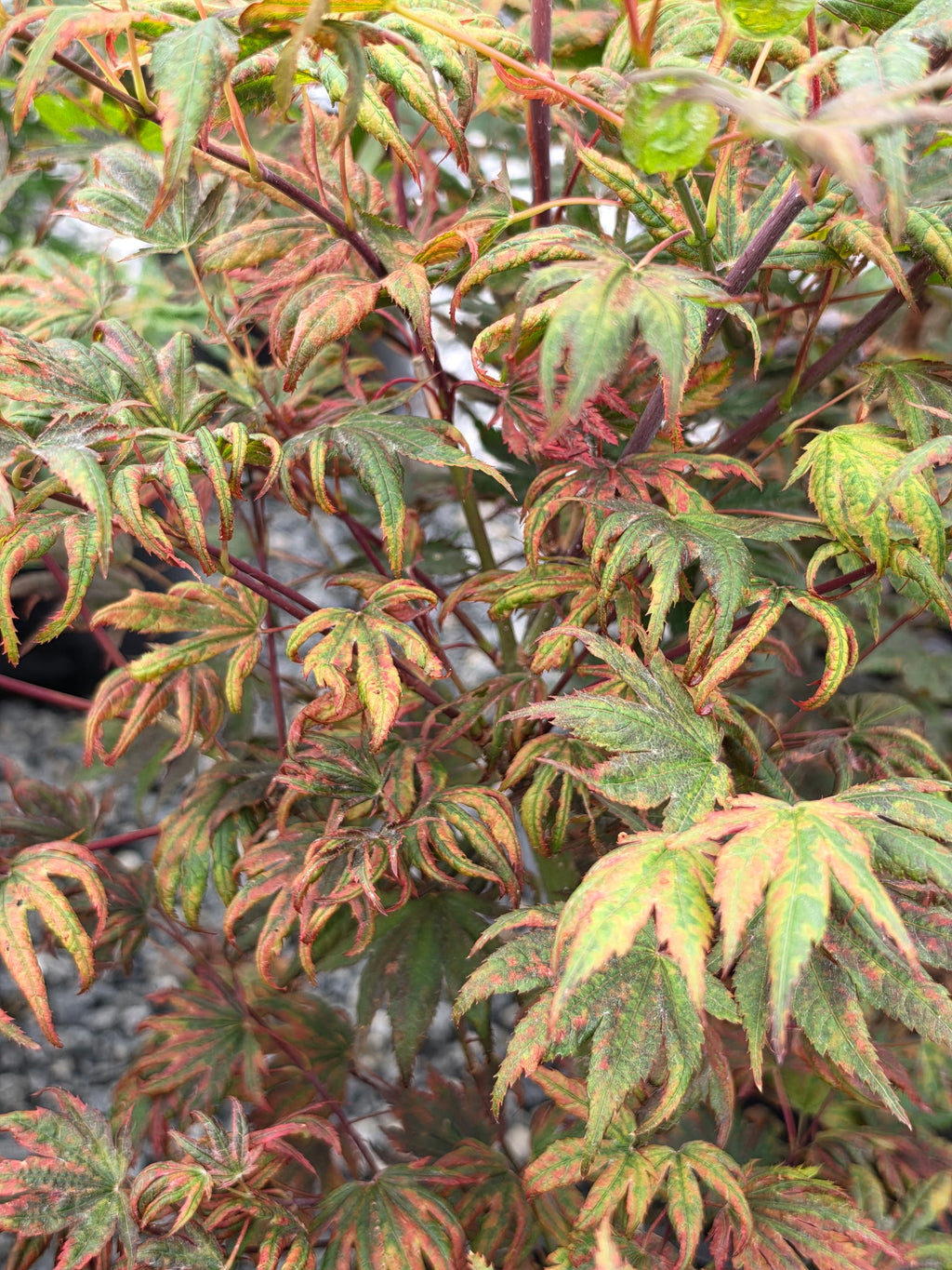 Acer Palmatum 'Purple Curl'