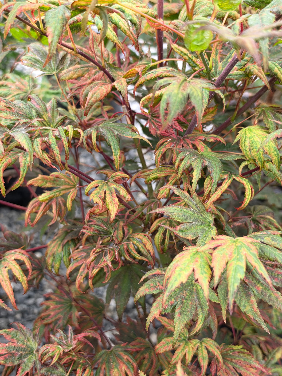 Acer Palmatum 'Purple Curl'