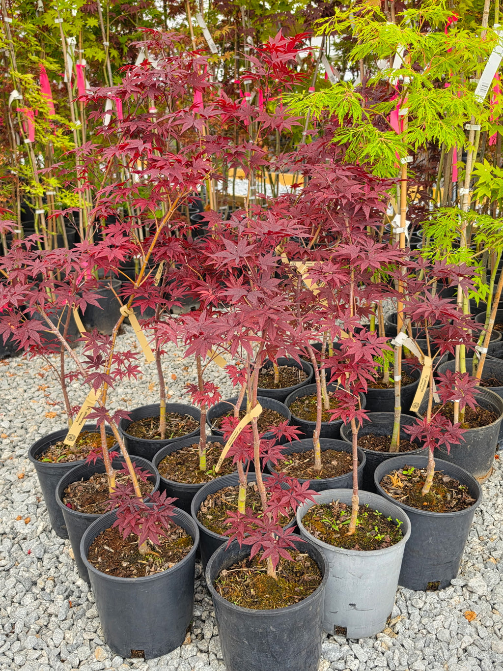 Acer Palmatum 'Bloodgood'