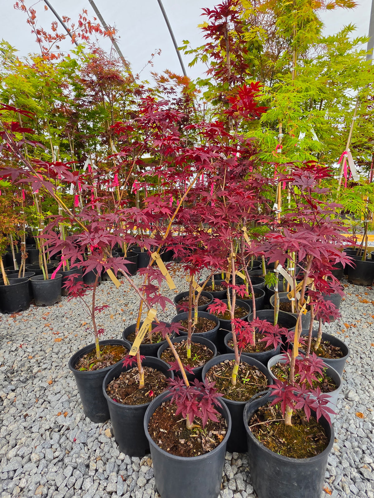 Acer Palmatum 'Bloodgood'