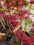 Acer Palmatum 'Bloodgood'