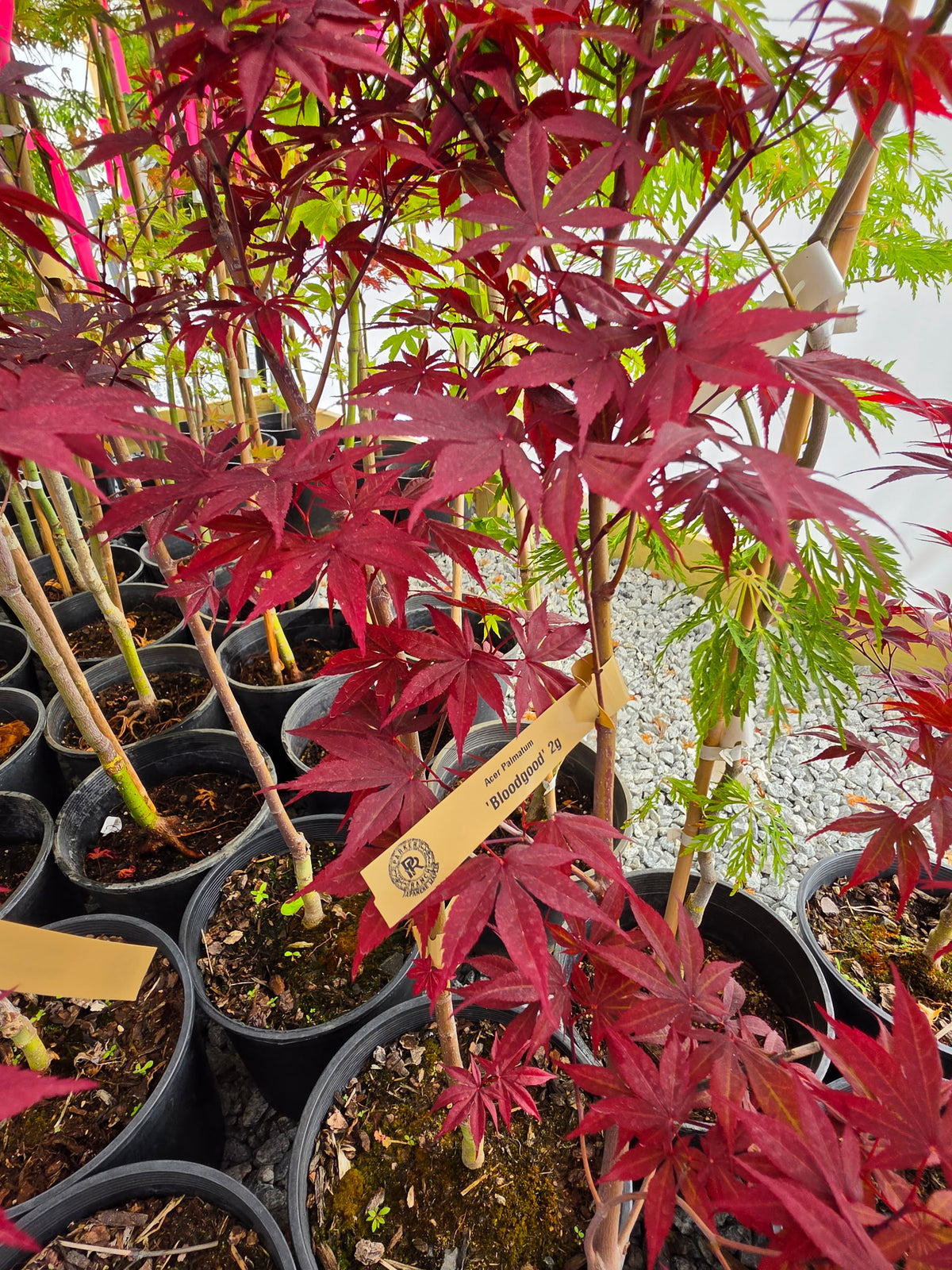 Acer Palmatum 'Bloodgood'