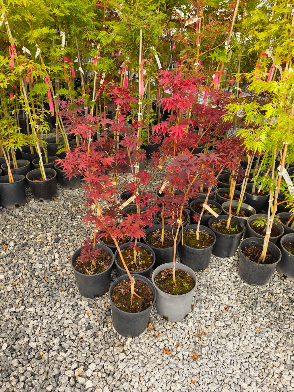 Acer Palmatum 'Bloodgood'