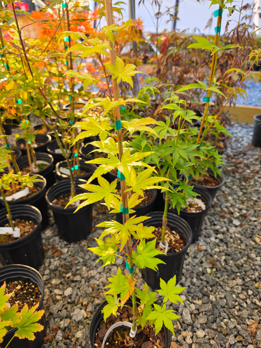 Acer Shirasawanum 'Sunny'