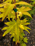 Acer Shirasawanum 'Sunny'