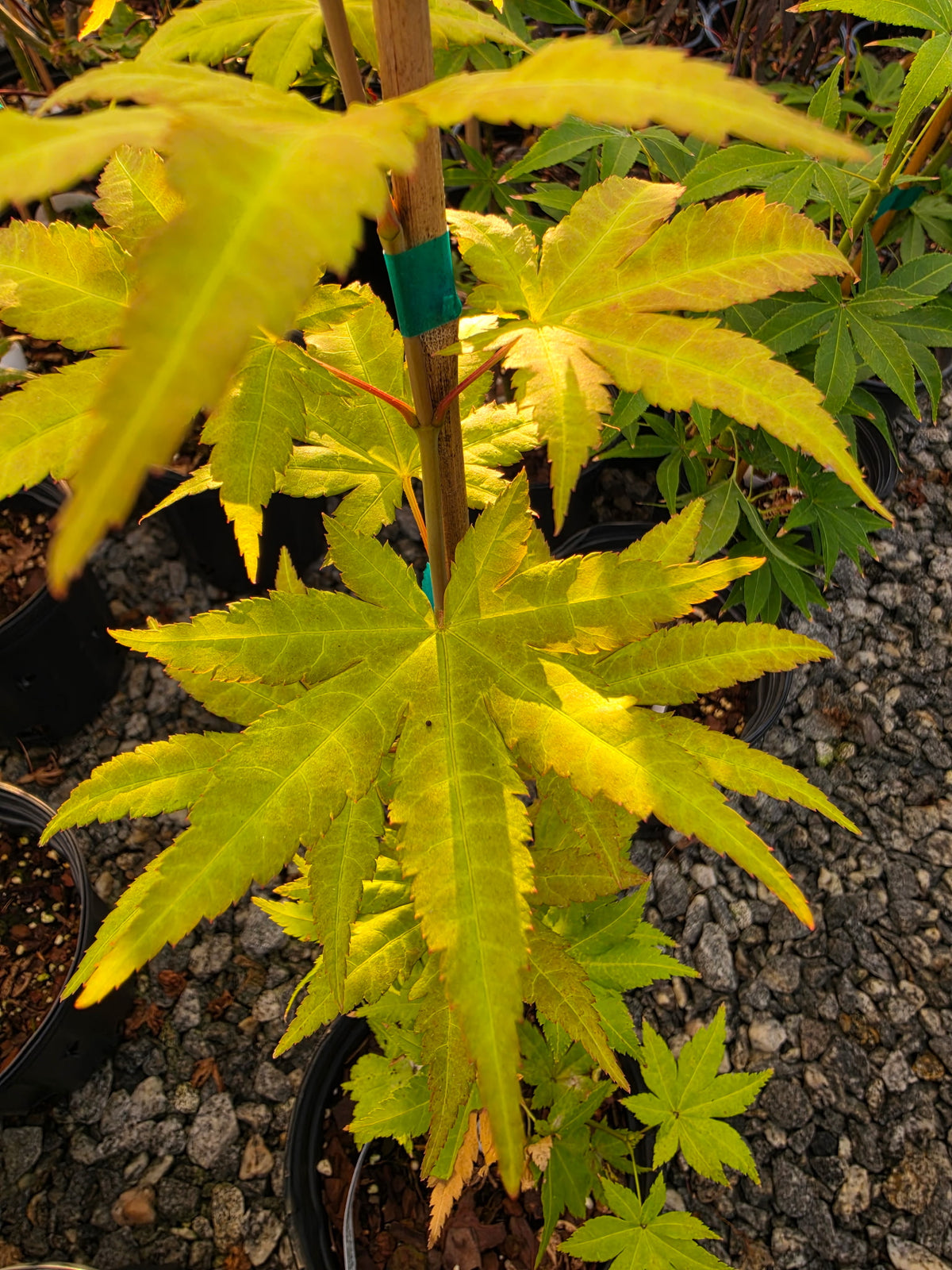 Acer Shirasawanum 'Sunny'