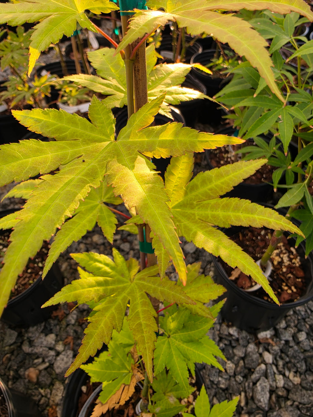 Acer Shirasawanum 'Sunny'