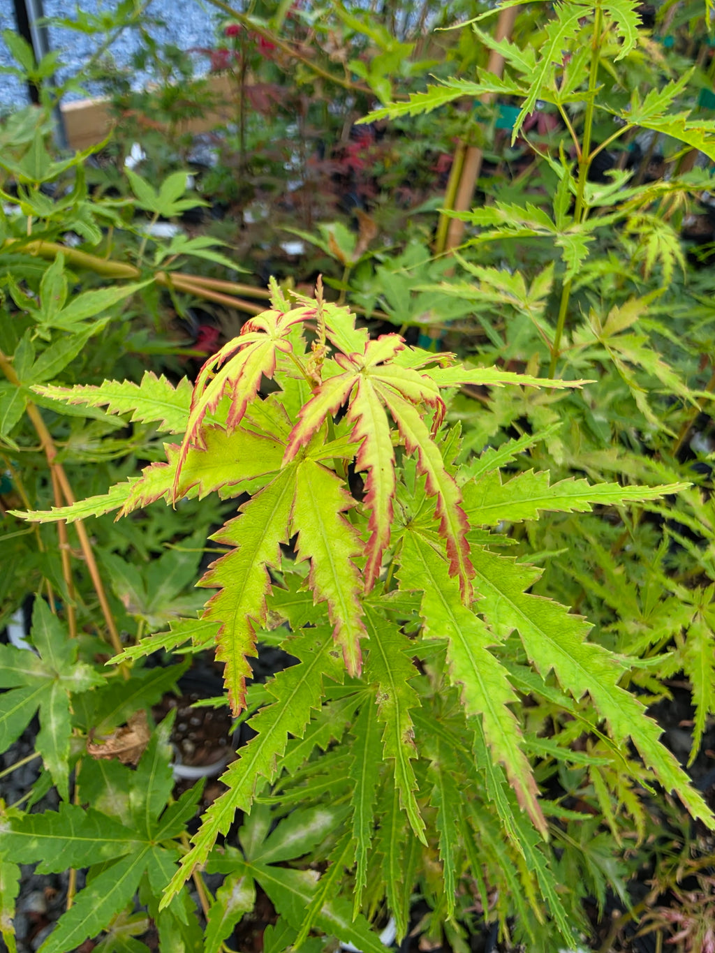 Acer Palmatum 'Patsy'