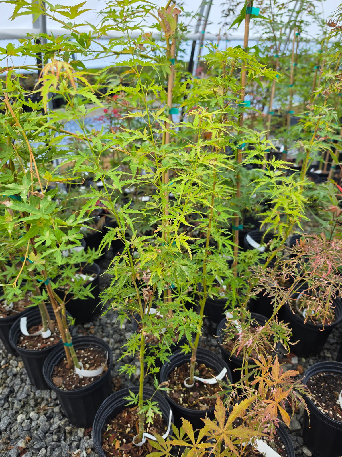 Acer Palmatum 'Patsy'