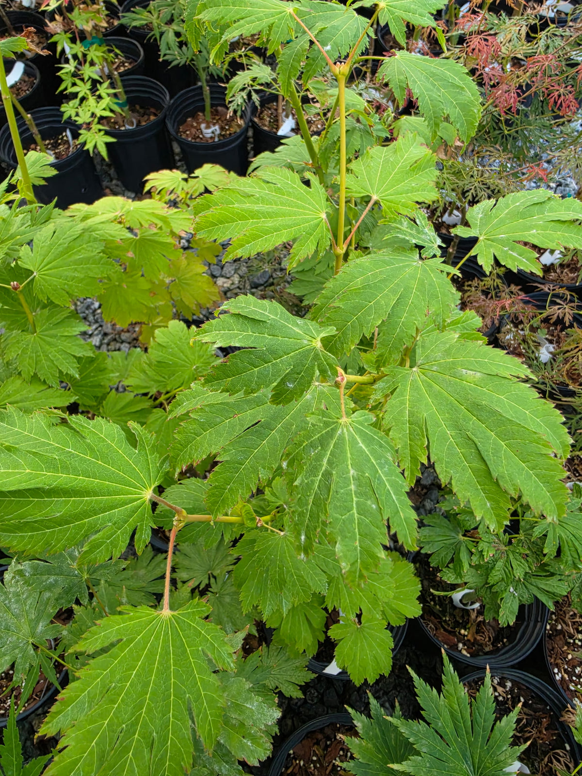 Acer Japonicum 'Indian Summer'