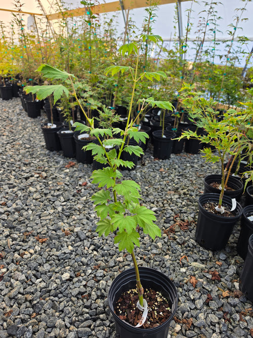 Acer Japonicum 'Indian Summer'