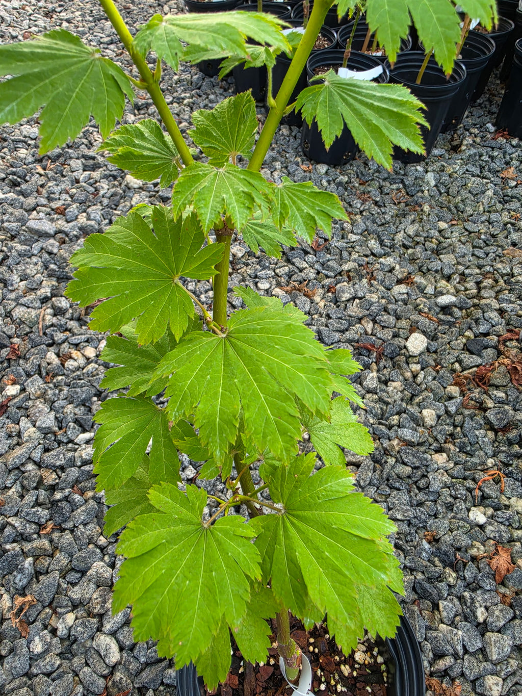 Acer Japonicum 'Indian Summer'