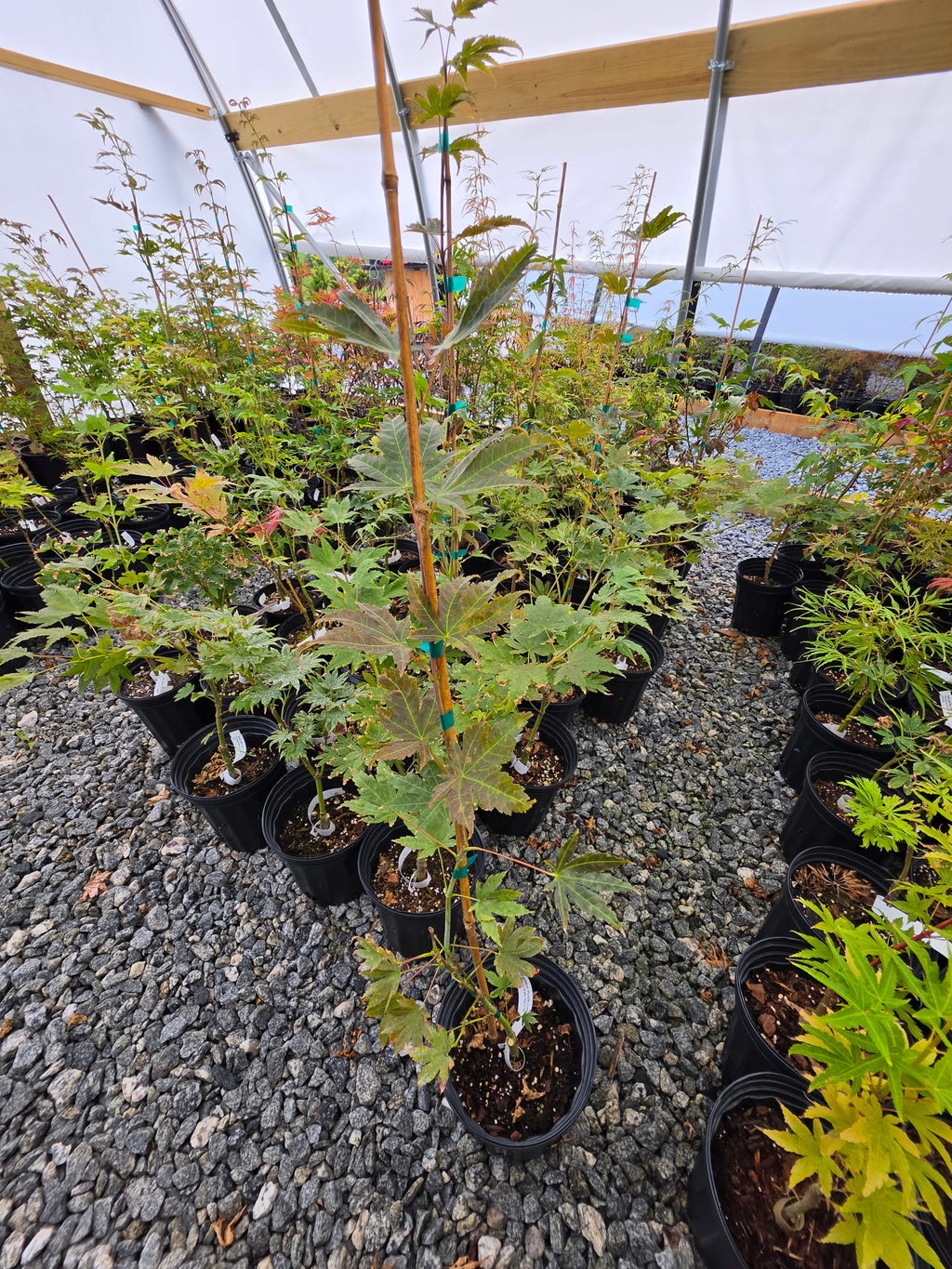 Acer Palmatum 'Purple Curl'