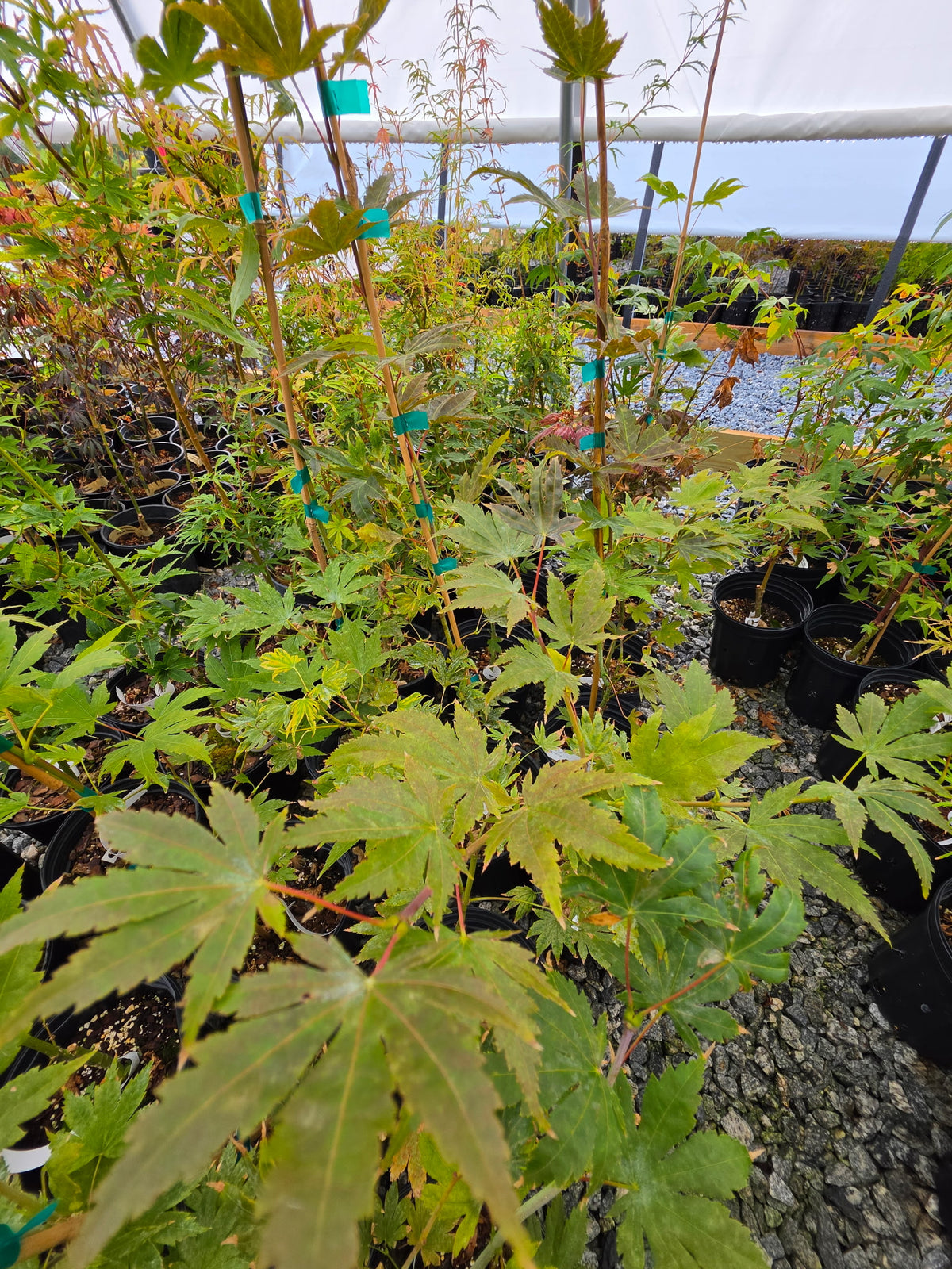 Acer Palmatum 'Purple Curl'