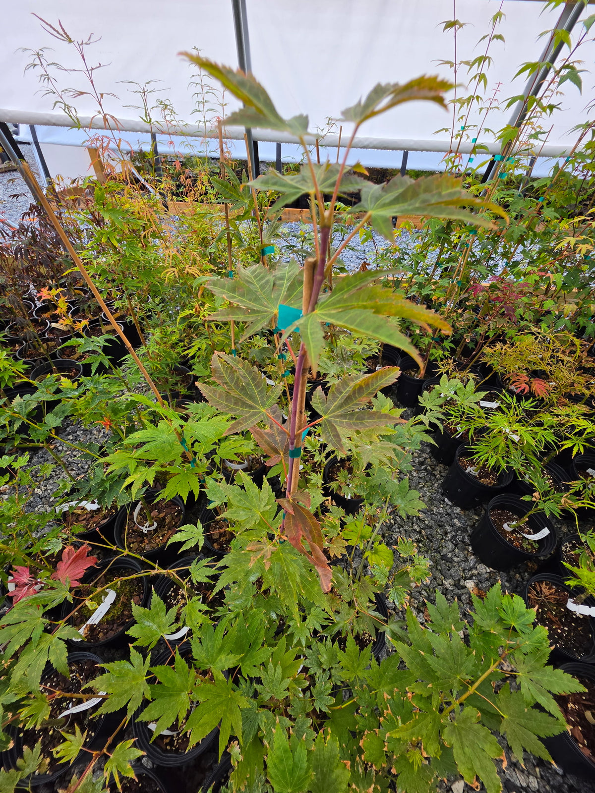 Acer Palmatum 'Purple Curl'