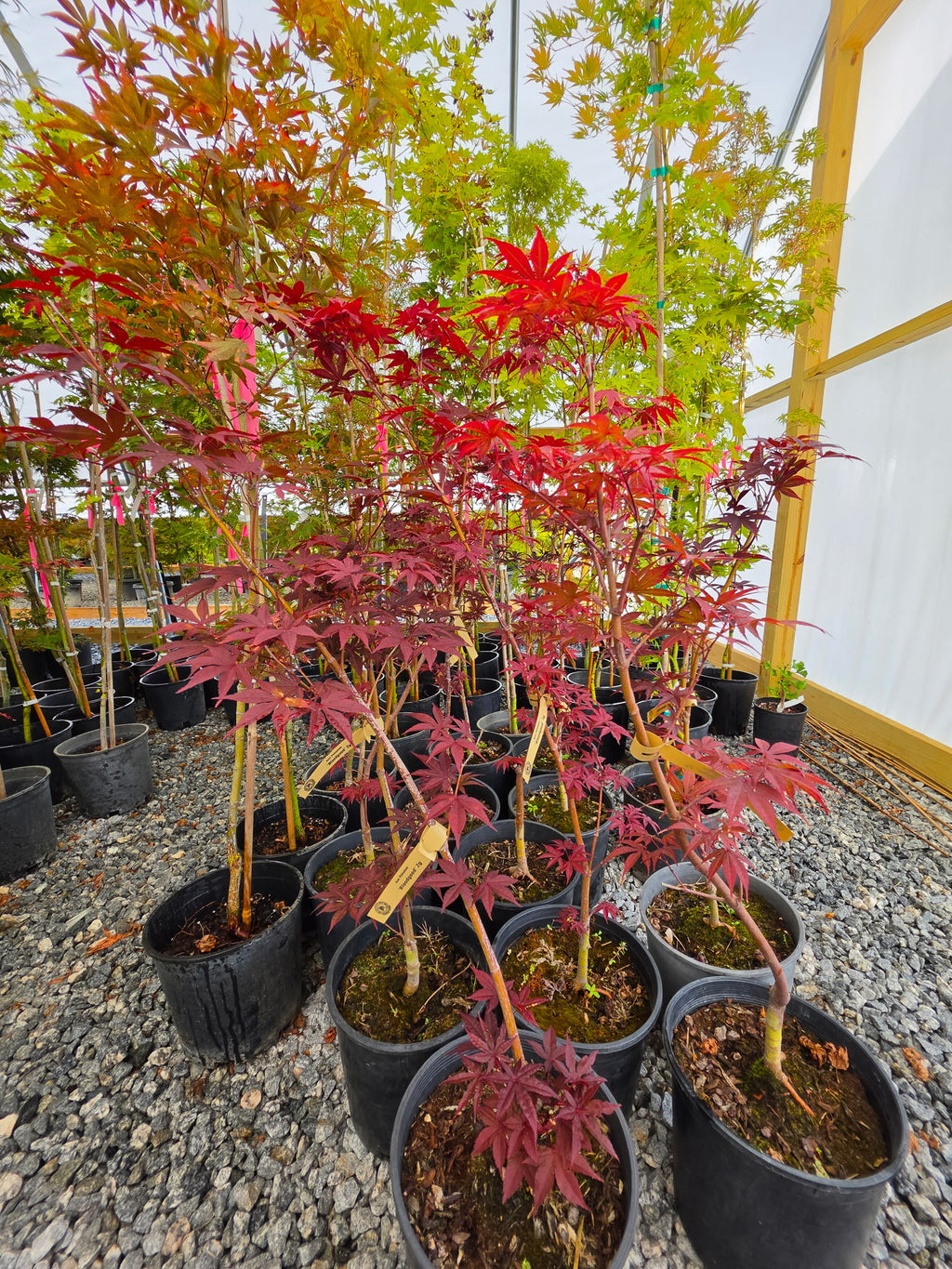 Acer Palmatum 'Bloodgood'