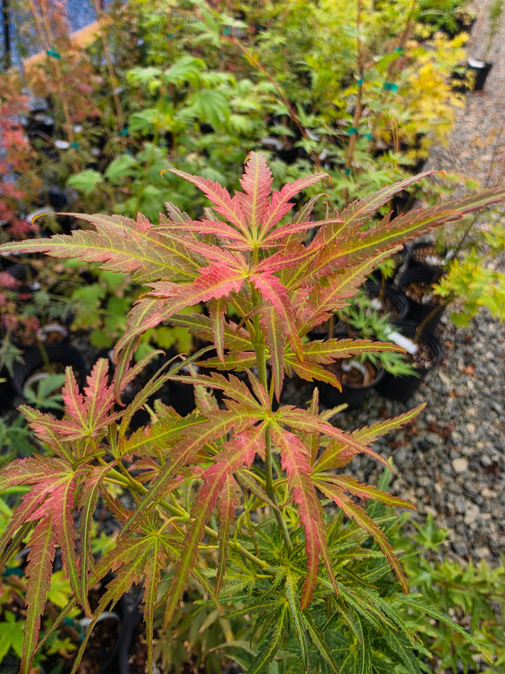 Acer Palmatum 'Frilly Willy'