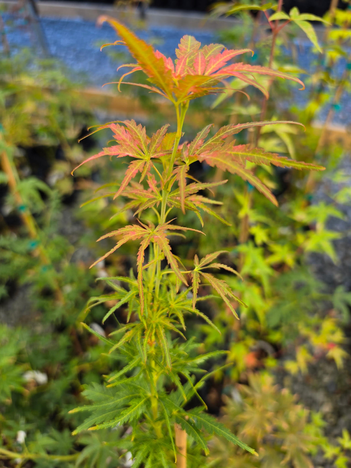 Acer Palmatum 'Frilly Willy'