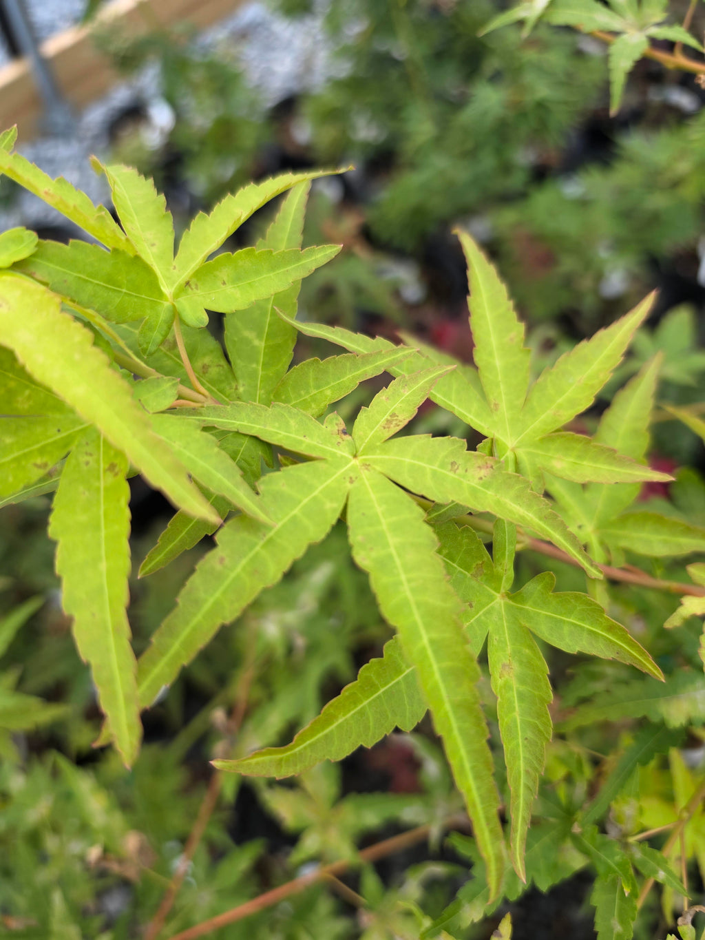 Acer Palmatum 'Golden Falls'