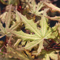 Acer Palmatum 'Nebula'