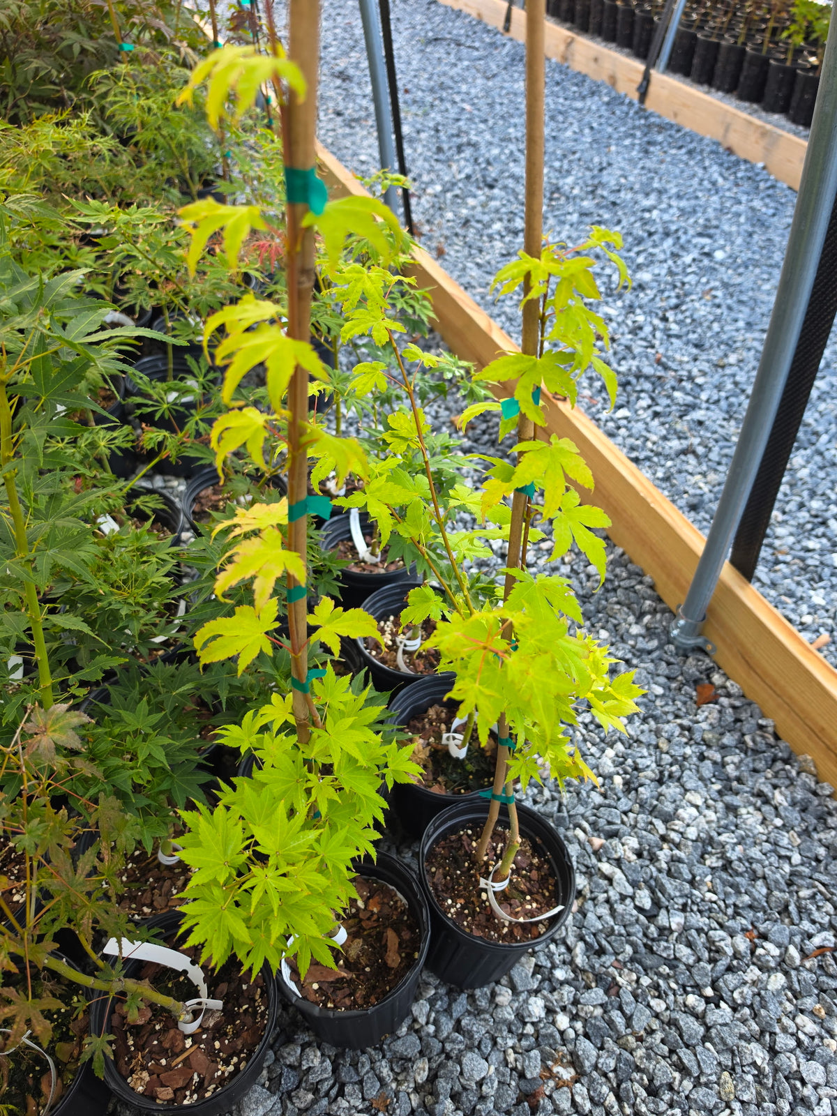 Acer Palmatum ‘Summer Gold’