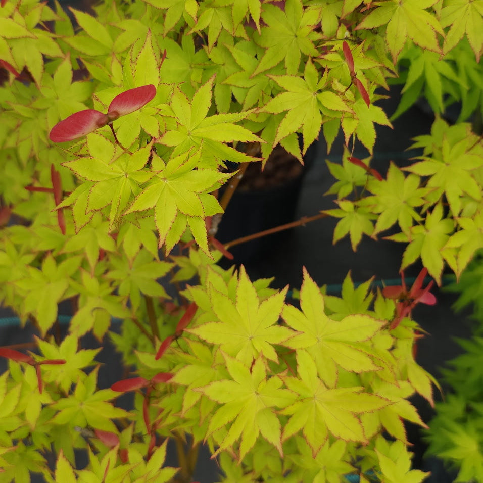 Acer Palmatum ‘Summer Gold’
