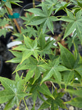 Acer Palmatum 'Tana'