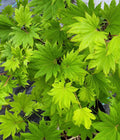 Acer Shirasawanum 'Aureum'