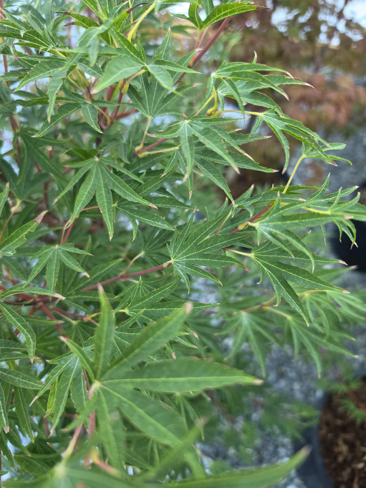 Acer Sieboldianum 'Shoryu-no-tsume'