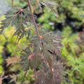 Acer Palmatum Dissectum 'Firecracker'