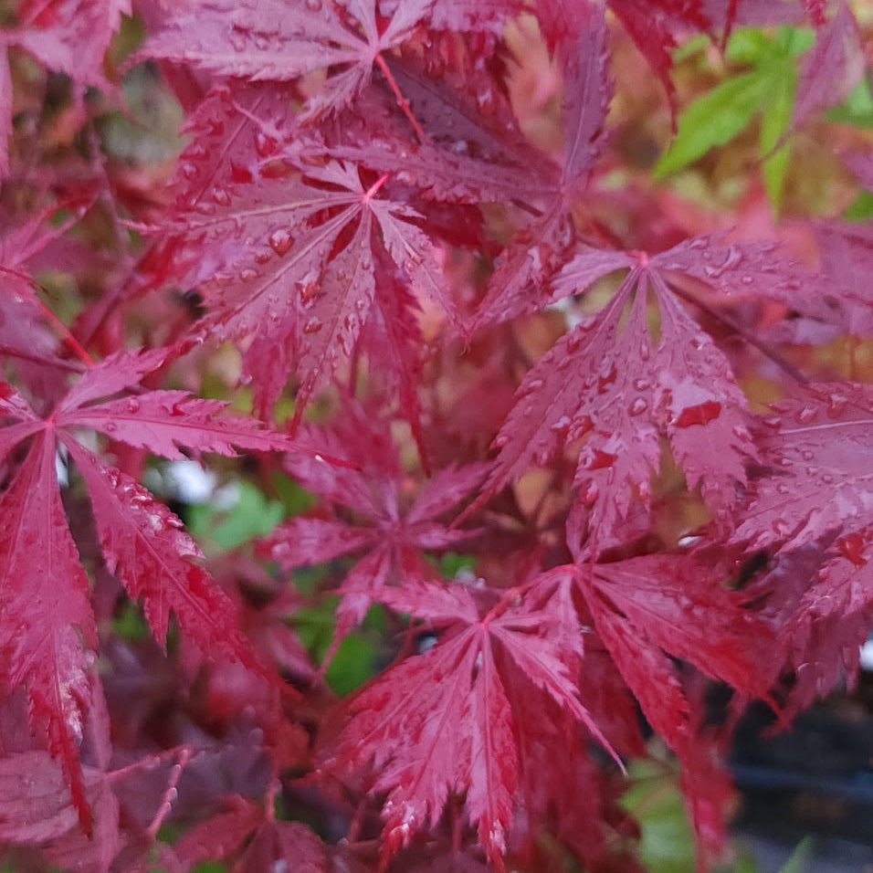 Acer palmatum 'Black Lace'