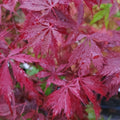 Acer palmatum 'Black Lace'