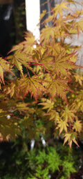 Acer palmatum 'Fall's Fire'