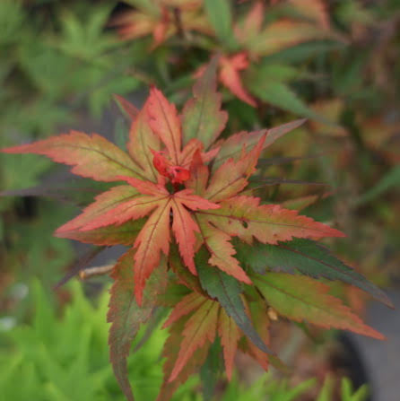 Acer palmatum 'Kuro Hime'