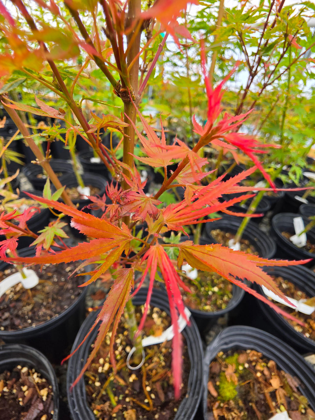 Acer palmatum 'Kuro Hime'