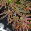 Acer Palmatum 'Mikazuki'