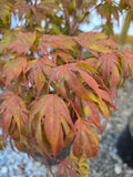 Acer Palmatum 'Oregon Sunset'