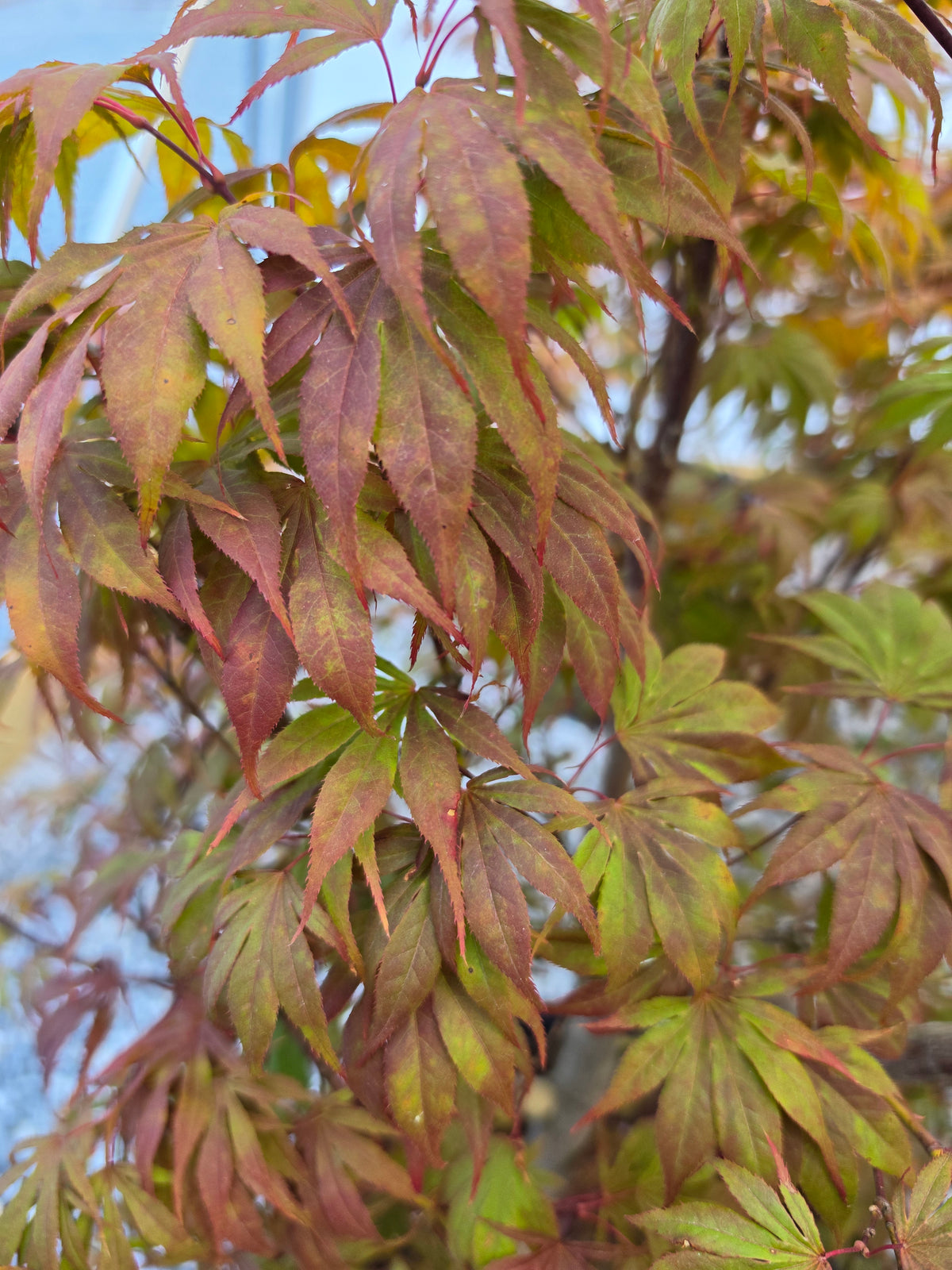 Acer Palmatum 'Oregon Sunset'