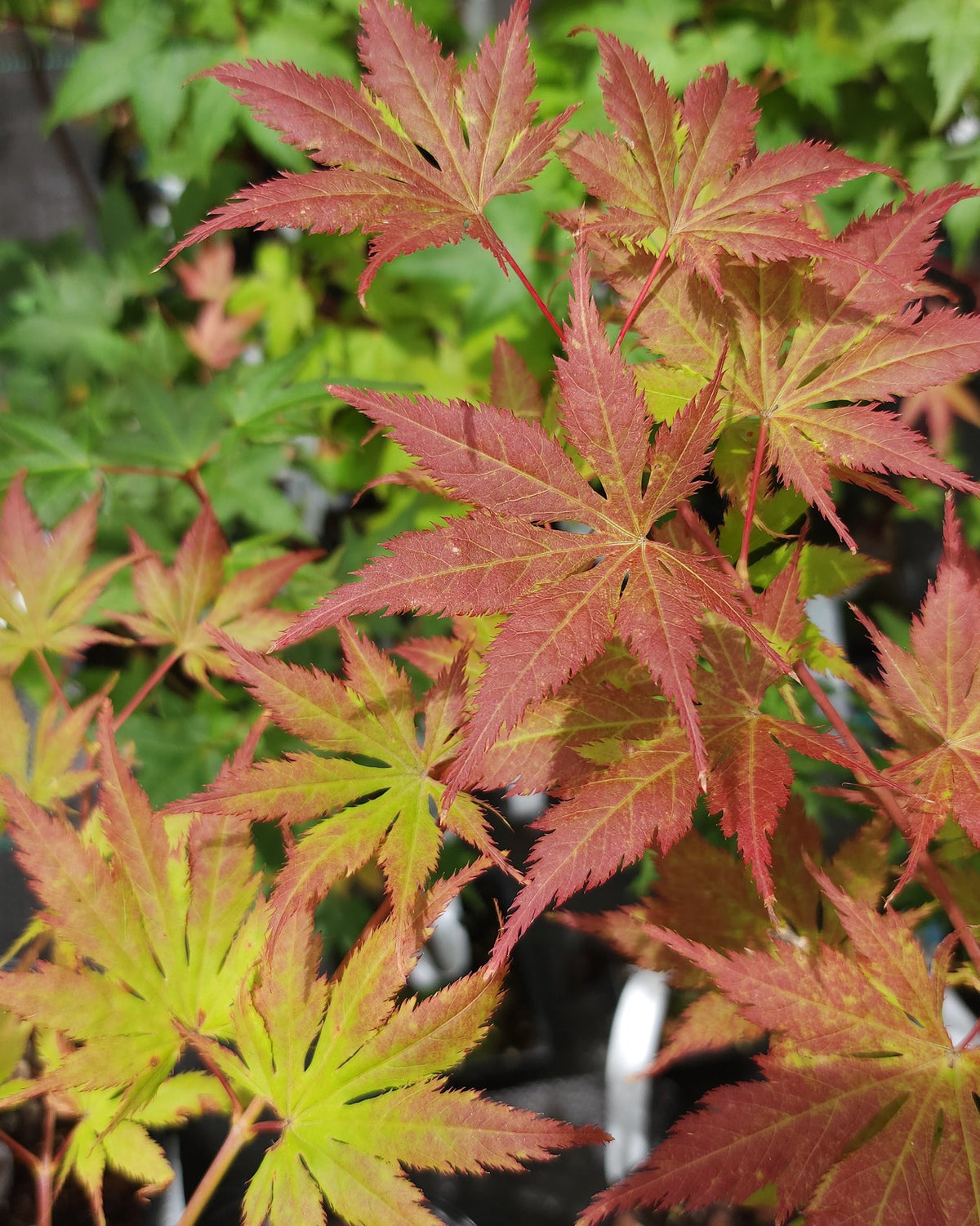 Acer Palmatum 'Koyuki'