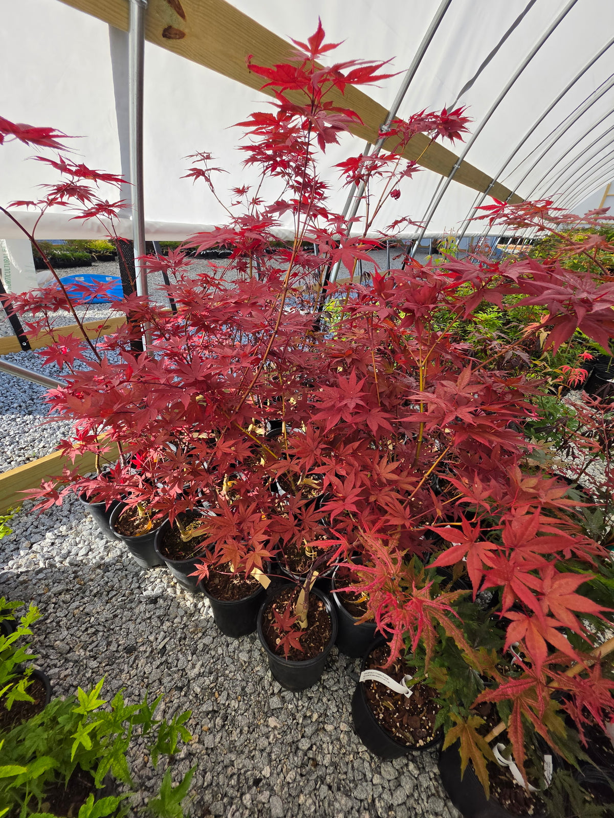 Acer Palmatum 'Black Hole'