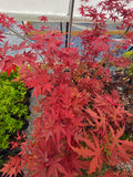 Acer Palmatum 'Black Hole'