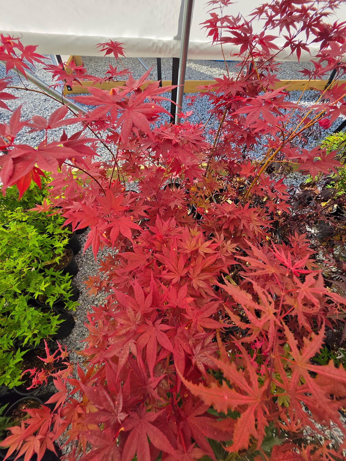Acer Palmatum 'Black Hole'