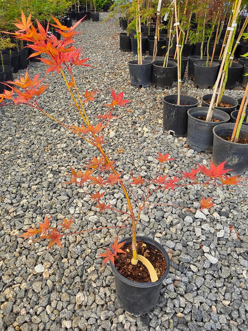 Acer Palmatum 'Black Hole'