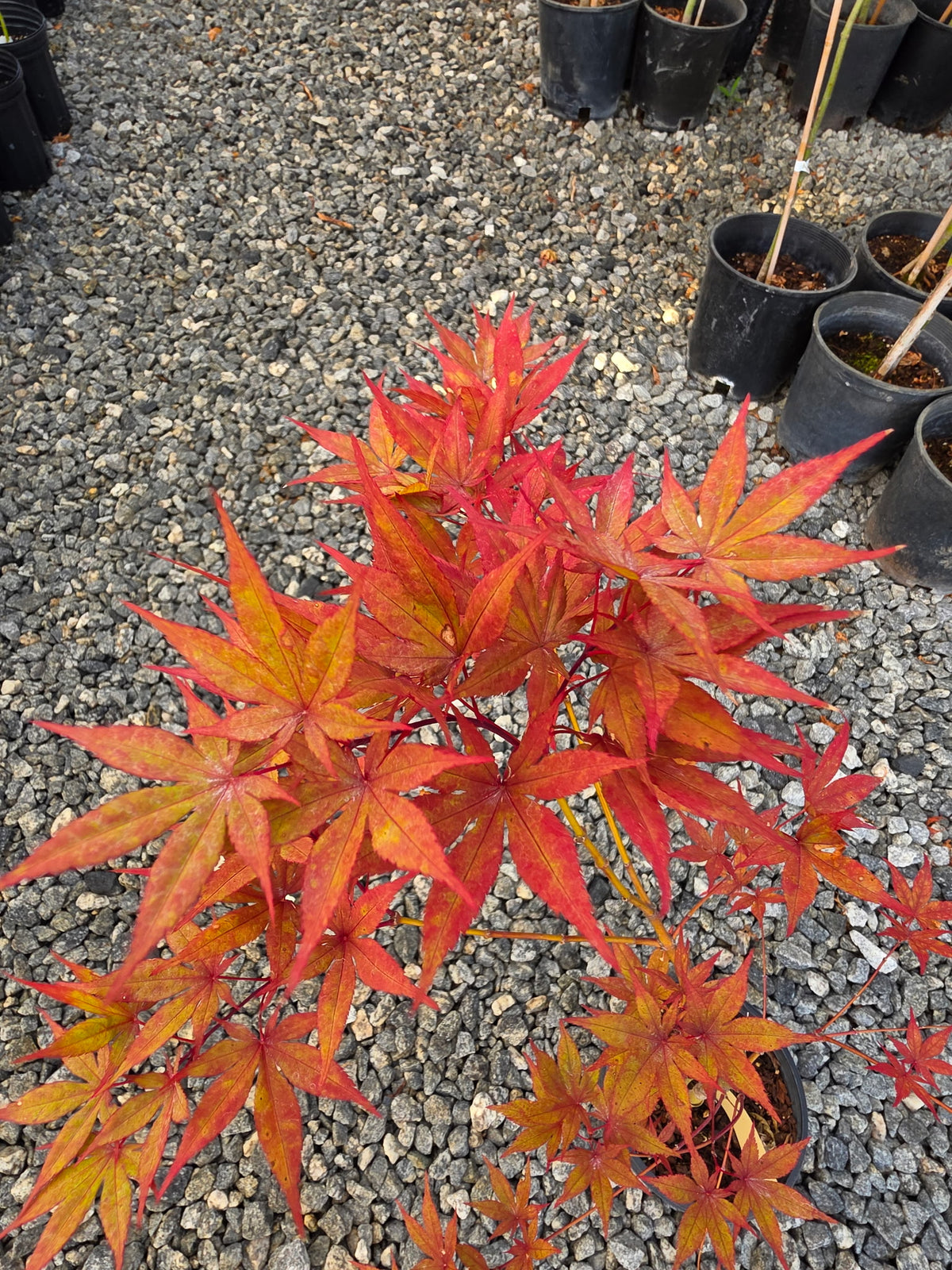 Acer Palmatum 'Black Hole'