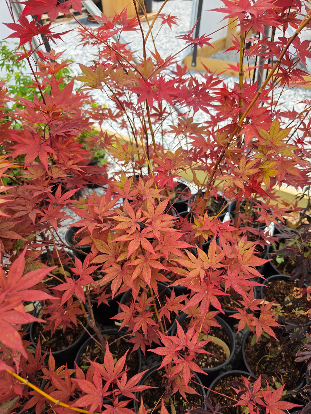 Acer Palmatum 'Black Hole'