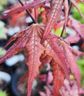 Acer Palmatum 'Celebration'